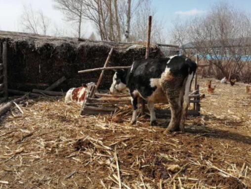 什么原料喂牛羊更好，这些原料你都知道吗？
